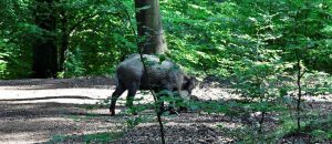 schueler_im_Wald_0815_2_1200